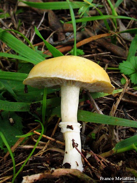 Stropharia coronilla